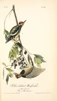 Picture 269 of 503 from The birds of America, from drawings made in the United States and their territories. By John James Audubon (1840), leaf 270