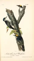 Picture 270 of 503 from The birds of America, from drawings made in the United States and their territories. By John James Audubon (1840), leaf 271
