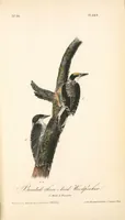 Picture 271 of 503 from The birds of America, from drawings made in the United States and their territories. By John James Audubon (1840), leaf 272