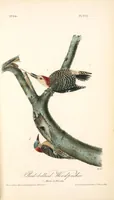 Picture 272 of 503 from The birds of America, from drawings made in the United States and their territories. By John James Audubon (1840), leaf 273