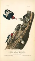 Picture 273 of 503 from The birds of America, from drawings made in the United States and their territories. By John James Audubon (1840), leaf 274