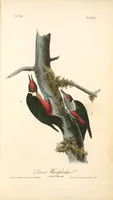 Picture 274 of 503 from The birds of America, from drawings made in the United States and their territories. By John James Audubon (1840), leaf 275