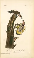 Picture 275 of 503 from The birds of America, from drawings made in the United States and their territories. By John James Audubon (1840), leaf 276