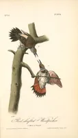 Picture 276 of 503 from The birds of America, from drawings made in the United States and their territories. By John James Audubon (1840), leaf 277