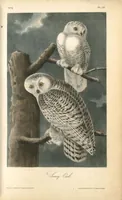 Picture 28 of 503 from The birds of America, from drawings made in the United States and their territories. By John James Audubon (1840), leaf 28