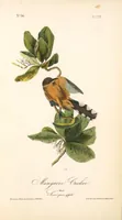 Picture 279 of 503 from The birds of America, from drawings made in the United States and their territories. By John James Audubon (1840), leaf 280