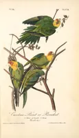 Picture 280 of 503 from The birds of America, from drawings made in the United States and their territories. By John James Audubon (1840), leaf 281