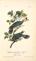 Picture 281 of 503 from The birds of America, from drawings made in the United States and their territories. By John James Audubon (1840), leaf 282