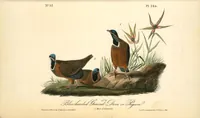 Picture 286 of 503 from The birds of America, from drawings made in the United States and their territories. By John James Audubon (1840), leaf 287