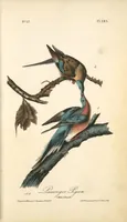 Picture 287 of 503 from The birds of America, from drawings made in the United States and their territories. By John James Audubon (1840), leaf 288