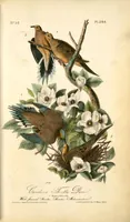 An illustration from The birds of America, from drawings made in the United States and their territories. By John James Audubon (1840)