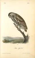 Picture 29 of 503 from The birds of America, from drawings made in the United States and their territories. By John James Audubon (1840), leaf 29