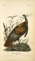 Picture 289 of 503 from The birds of America, from drawings made in the United States and their territories. By John James Audubon (1840), leaf 290