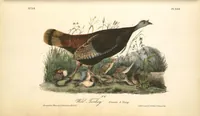 Picture 290 of 503 from The birds of America, from drawings made in the United States and their territories. By John James Audubon (1840), leaf 291