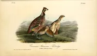 Picture 291 of 503 from The birds of America, from drawings made in the United States and their territories. By John James Audubon (1840), leaf 292