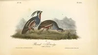An illustration from The birds of America, from drawings made in the United States and their territories. By John James Audubon (1840)