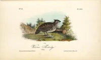 Picture 295 of 503 from The birds of America, from drawings made in the United States and their territories. By John James Audubon (1840), leaf 296