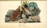 Picture 296 of 503 from The birds of America, from drawings made in the United States and their territories. By John James Audubon (1840), leaf 297