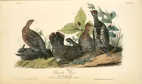An illustration from The birds of America, from drawings made in the United States and their territories. By John James Audubon (1840)
