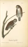 Picture 30 of 503 from The birds of America, from drawings made in the United States and their territories. By John James Audubon (1840), leaf 30