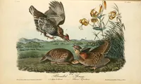 Picture 299 of 503 from The birds of America, from drawings made in the United States and their territories. By John James Audubon (1840), leaf 300