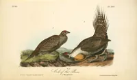 Picture 300 of 503 from The birds of America, from drawings made in the United States and their territories. By John James Audubon (1840), leaf 301