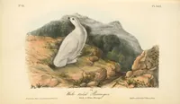 Picture 305 of 503 from The birds of America, from drawings made in the United States and their territories. By John James Audubon (1840), leaf 306