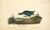Picture 306 of 503 from The birds of America, from drawings made in the United States and their territories. By John James Audubon (1840), leaf 307