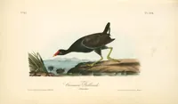 Picture 307 of 503 from The birds of America, from drawings made in the United States and their territories. By John James Audubon (1840), leaf 308