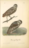 Picture 31 of 503 from The birds of America, from drawings made in the United States and their territories. By John James Audubon (1840), leaf 31