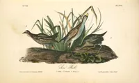 Picture 309 of 503 from The birds of America, from drawings made in the United States and their territories. By John James Audubon (1840), leaf 310