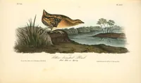 Picture 310 of 503 from The birds of America, from drawings made in the United States and their territories. By John James Audubon (1840), leaf 311