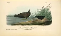 Picture 311 of 503 from The birds of America, from drawings made in the United States and their territories. By John James Audubon (1840), leaf 312