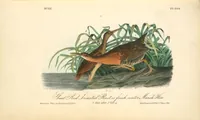 Picture 312 of 503 from The birds of America, from drawings made in the United States and their territories. By John James Audubon (1840), leaf 313