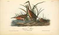 Picture 314 of 503 from The birds of America, from drawings made in the United States and their territories. By John James Audubon (1840), leaf 315