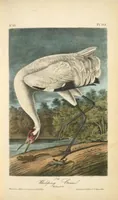 Picture 316 of 503 from The birds of America, from drawings made in the United States and their territories. By John James Audubon (1840), leaf 317