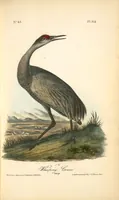 Picture 317 of 503 from The birds of America, from drawings made in the United States and their territories. By John James Audubon (1840), leaf 318