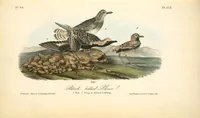 Picture 318 of 503 from The birds of America, from drawings made in the United States and their territories. By John James Audubon (1840), leaf 319