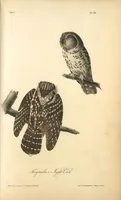 Picture 32 of 503 from The birds of America, from drawings made in the United States and their territories. By John James Audubon (1840), leaf 32