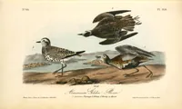Picture 319 of 503 from The birds of America, from drawings made in the United States and their territories. By John James Audubon (1840), leaf 320