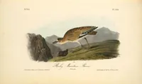 Picture 321 of 503 from The birds of America, from drawings made in the United States and their territories. By John James Audubon (1840), leaf 322