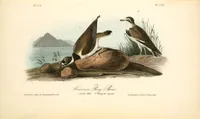 Picture 323 of 503 from The birds of America, from drawings made in the United States and their territories. By John James Audubon (1840), leaf 324