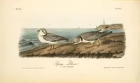 Picture 324 of 503 from The birds of America, from drawings made in the United States and their territories. By John James Audubon (1840), leaf 325