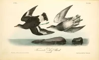 Picture 325 of 503 from The birds of America, from drawings made in the United States and their territories. By John James Audubon (1840), leaf 326