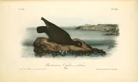 Picture 328 of 503 from The birds of America, from drawings made in the United States and their territories. By John James Audubon (1840), leaf 329