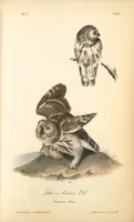 Picture 33 of 503 from The birds of America, from drawings made in the United States and their territories. By John James Audubon (1840), leaf 33