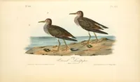 Picture 332 of 503 from The birds of America, from drawings made in the United States and their territories. By John James Audubon (1840), leaf 333