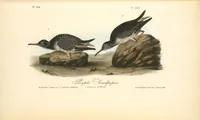 Picture 333 of 503 from The birds of America, from drawings made in the United States and their territories. By John James Audubon (1840), leaf 334