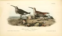 An illustration from The birds of America, from drawings made in the United States and their territories. By John James Audubon (1840)