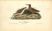 Picture 336 of 503 from The birds of America, from drawings made in the United States and their territories. By John James Audubon (1840), leaf 337